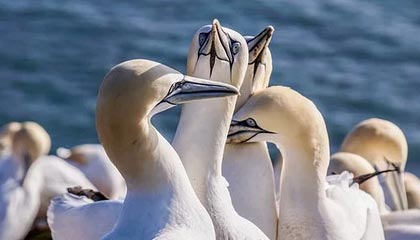 开云-当绿茵闪电撞上绿衫铁壁！姆巴佩奥运单挑凯尔特人，数据揭秘世纪交锋