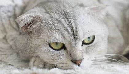 开云官网-雷霆力克灰熊，凯尔·库兹马高光表现